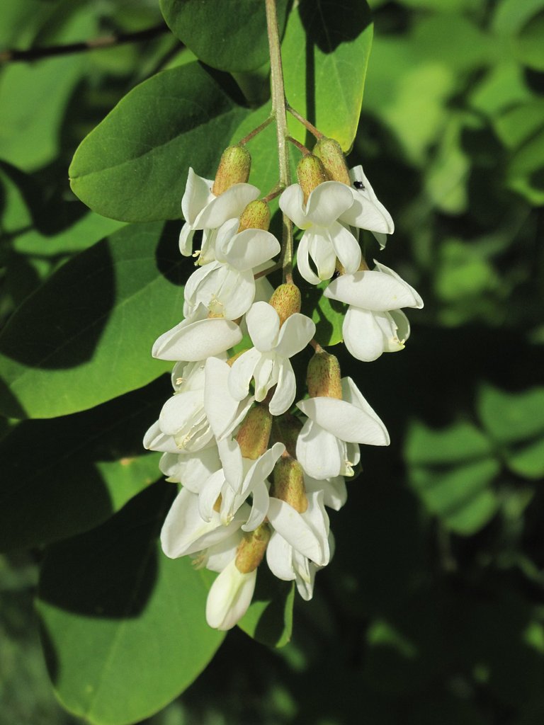 Robinia pseudoacacia